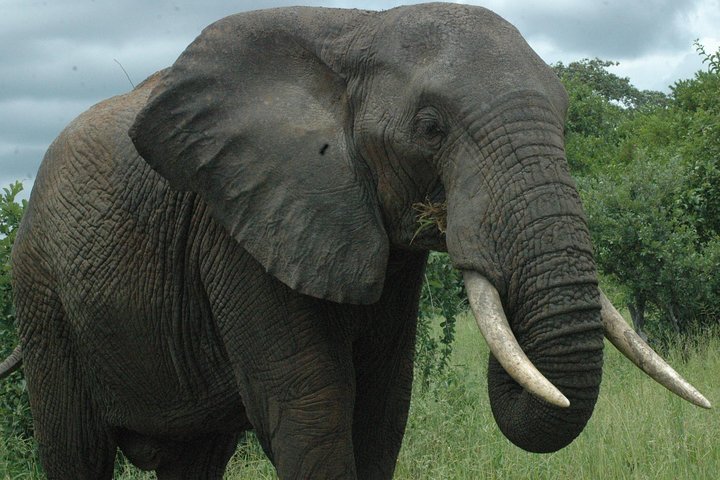 2 Days Safari To Mikumi National Park - Image 4