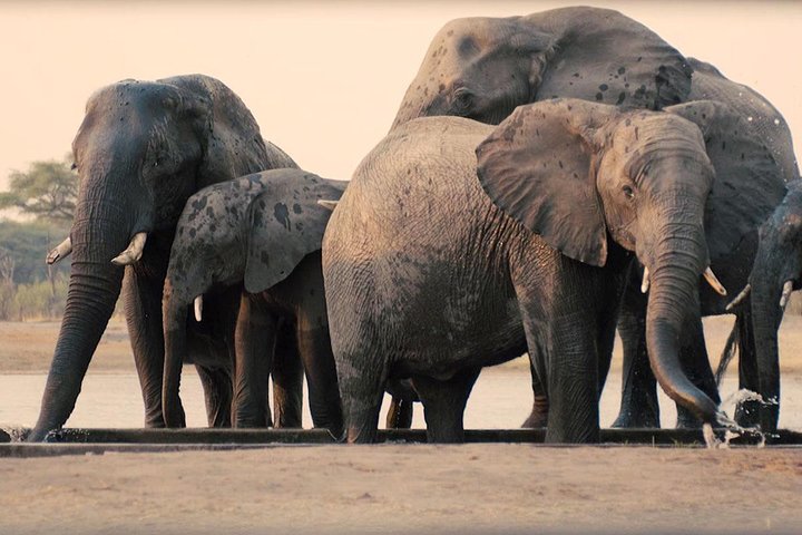 2 Days safari to Mikumi National Park from Dar es salaam - Image 1