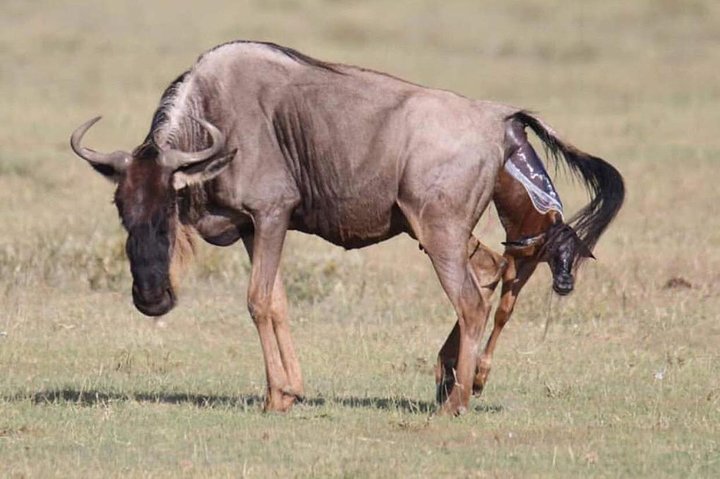 2 Days safari to Mikumi National Park from Dar es salaam - Image 3