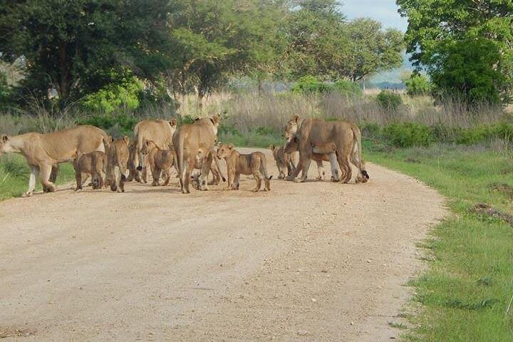 2 Days safari to Mikumi National Park from Dar es salaam - Image 4
