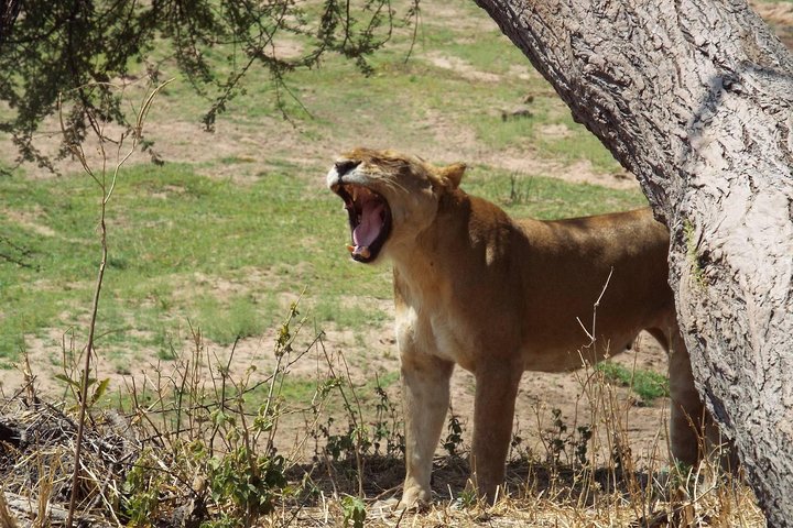 2 Days safari to Mikumi National Park from Dar es salaam - Image 2