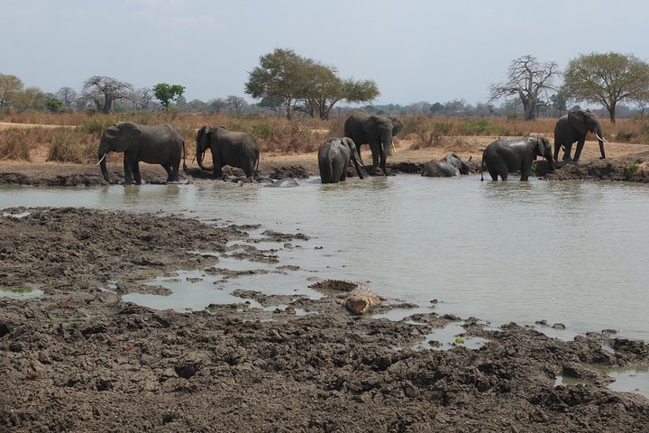 2 nights 3 days safari to mikumi national park - Image 5
