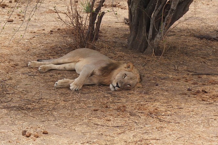 2 nights 3 days safari to mikumi national park - Image 4