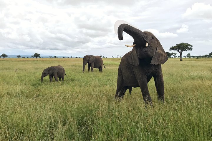 2 nights 3 days safari to mikumi national park - Image 1
