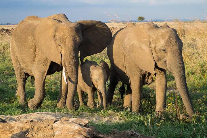 3 Day 2 Night Mikumi National Park + Masai culture - Image 2