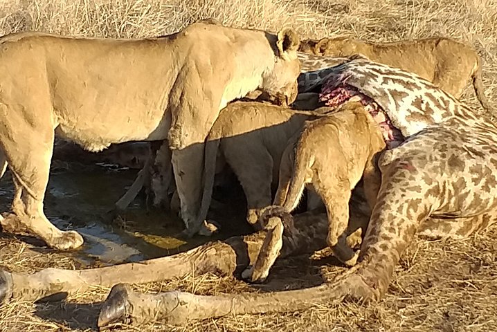 3 Day 2 Night Mikumi National Park + Masai culture - Image 5