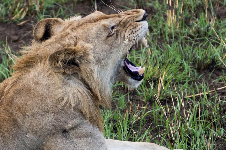3 Day 2 Night Mikumi National Park + Masai culture - Image 1