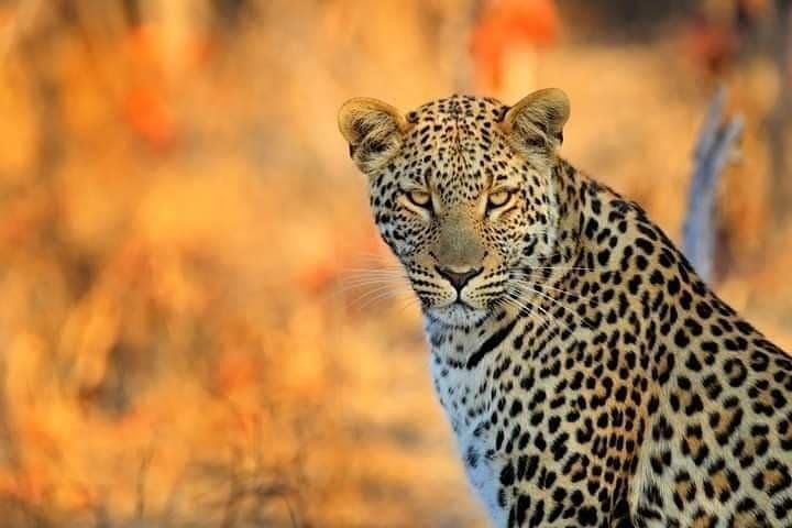 3 Day 2 Night Mikumi National Park + Masai culture - Image 3