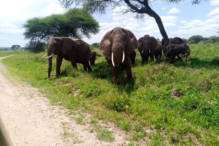 3 Days 2 Night Mikumi national park & Udzungwa walking safari - Image 5