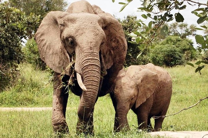 3 Days 2 Nights Adventures At Mikumi National Park - Image 5