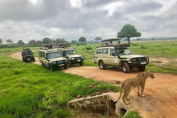 3 Days 2 Nights Adventures At Mikumi National Park - Image 2