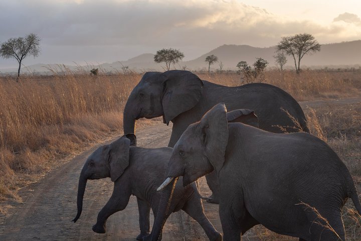 3 Days / 2 Nights Safari to Mikumi National Park - Image 3
