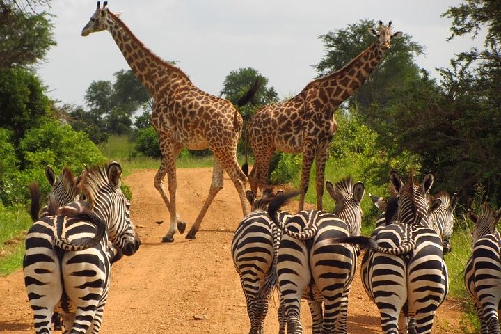 3 Days / 2 Nights Safari to Mikumi National Park - Image 1