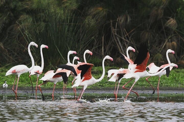 3 Days Nyerere National Park Safari (Selous Game Reserve) - Image 2