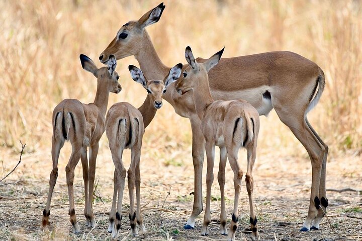 3 Days Nyerere National Park Safari (Selous Game Reserve) - Image 1