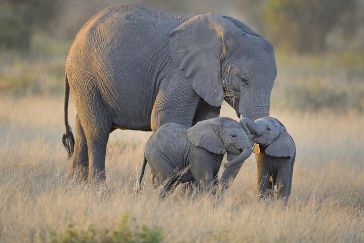 3 Days Nyerere NP [Selous GR] Game, Walking and Boat - Image 1