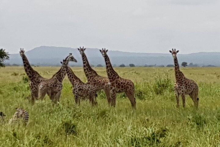 3 Days Nyerere NP [Selous GR] Game, Walking and Boat - Image 4