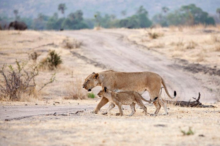 3 Days Safari at Mikumi National Park Southern circuit of Tanzania - Image 2