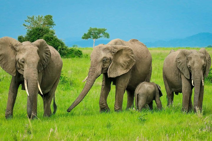 3 Days Safari at Mikumi National Park Southern circuit of Tanzania - Image 3