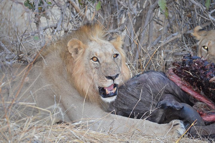 3 Days Safari at Mikumi National Park Southern Tanzania - Image 3