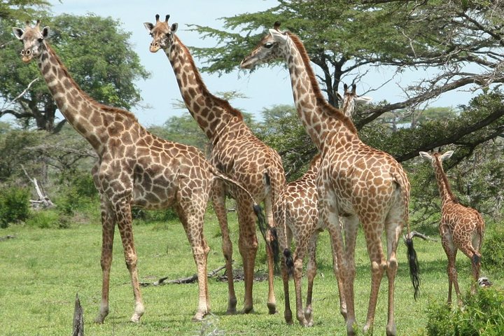 3 Days Safari - Mikumi National Park - Image 4