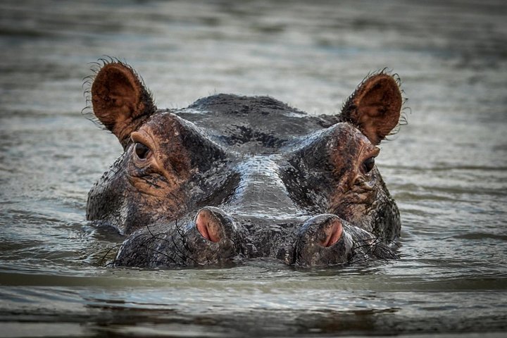 3 Days Safari - Selous Game Reserve - Image 3