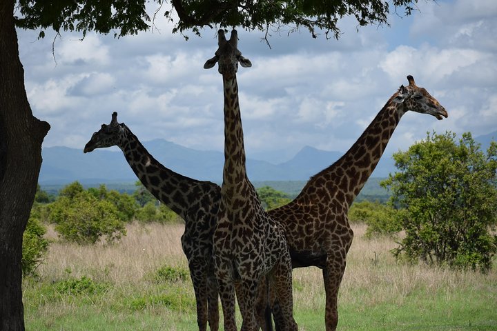3 days safari to Mikumi and Udzungwa  - Image 1