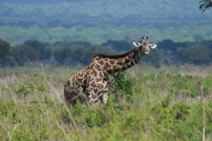 3 days safari to Mikumi and Udzungwa  - Image 4