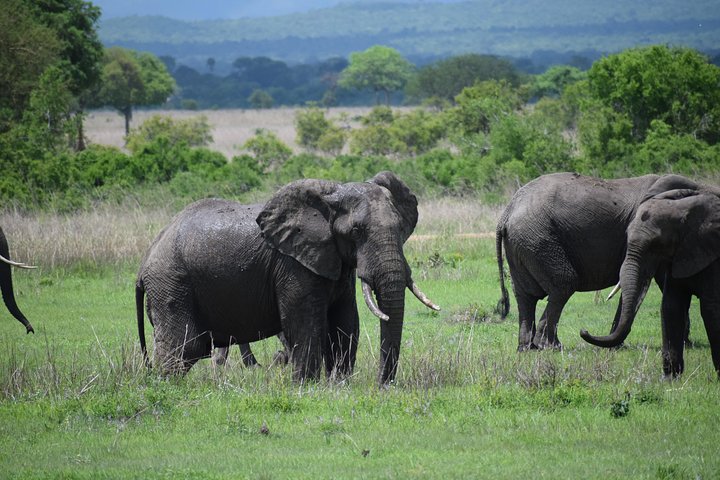 3 days safari to Mikumi and Udzungwa  - Image 2