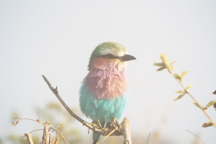 3 days safari to Mikumi National Park - Image 1