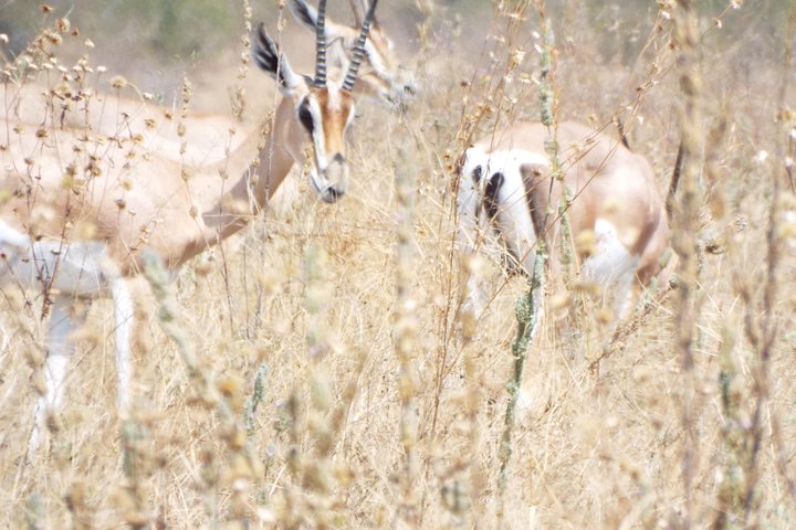3 days safari to Mikumi National Park - Image 2