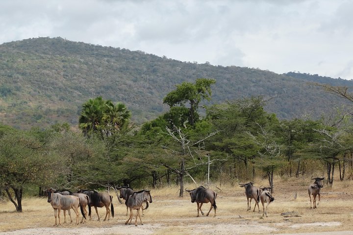 3 Days Safari to Nyerere National Park (Selous Game Reserve) - Image 5