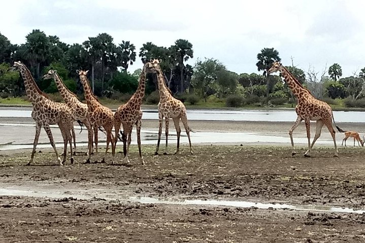 3 Days Safari to Nyerere National Park (Selous Game Reserve) - Image 2