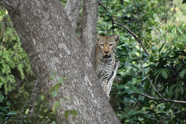 3 Days Safari to Nyerere National Park (Selous Game Reserve) - Image 4