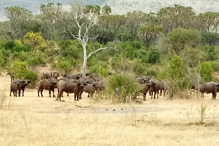 3 Days Safari to Nyerere National Park (Selous Game Reserve) - Image 3