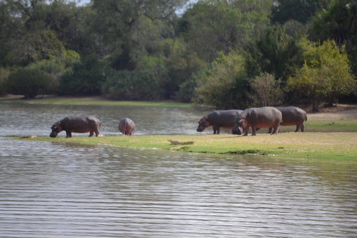 3 Days Selous Game Reserve Road Trip- Boat Safari, Game Drive And Walking Safari - Image 4