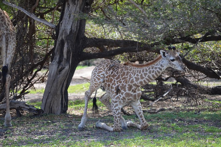3 Days Selous Game Reserve Road Trip- Boat Safari, Game Drive And Walking Safari - Image 5