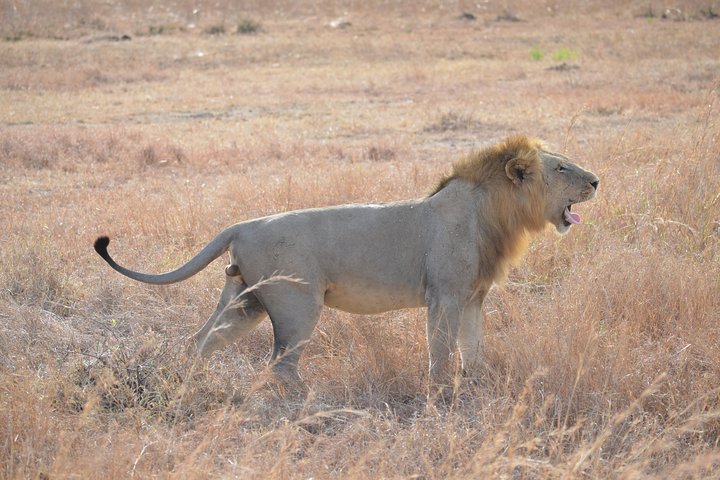 3 Days to Mikumi National Park From Dar es salaam - Image 4