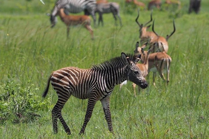 3 Days Unique safari Selous Game Reserve Tanzania - Image 1