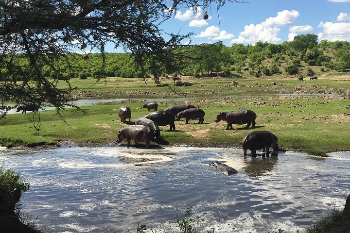 3 Days Unique safari Selous Game Reserve Tanzania - Image 3