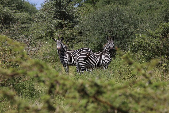 3 Days/2Nights Nyerere National Park Safari - Image 5