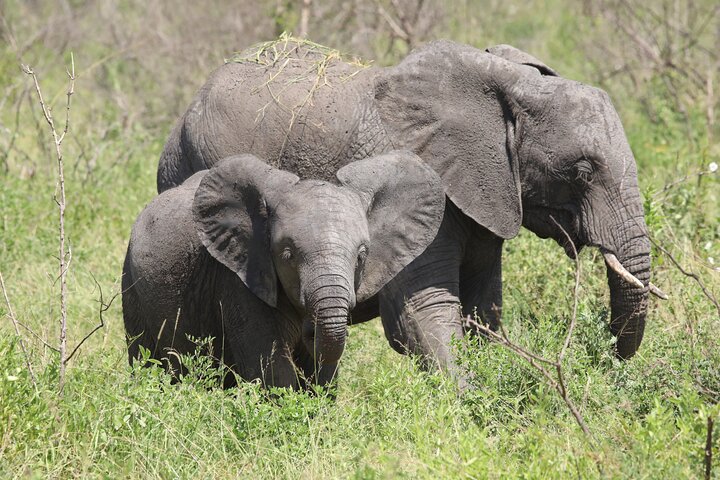 3 Days/2Nights Nyerere National Park Safari - Image 2