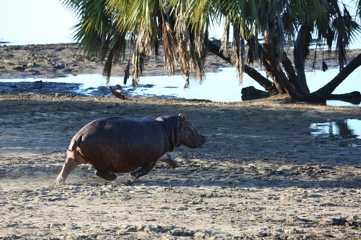 3 Days/2Nights Nyerere National Park Safari - Image 1