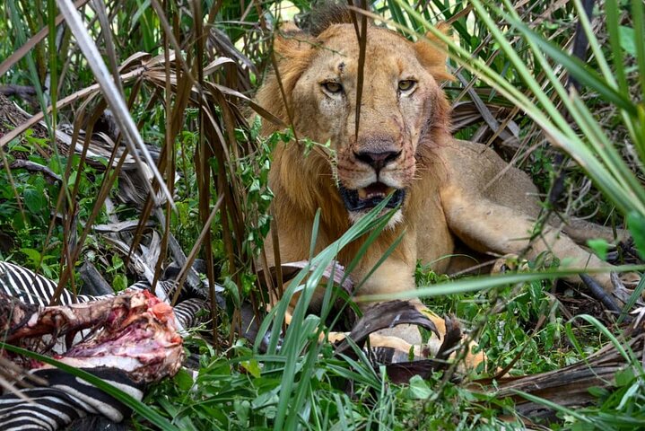4 Days 3 Nights Selous (Nyerere national park) & Mikumi Adventure - Image 1