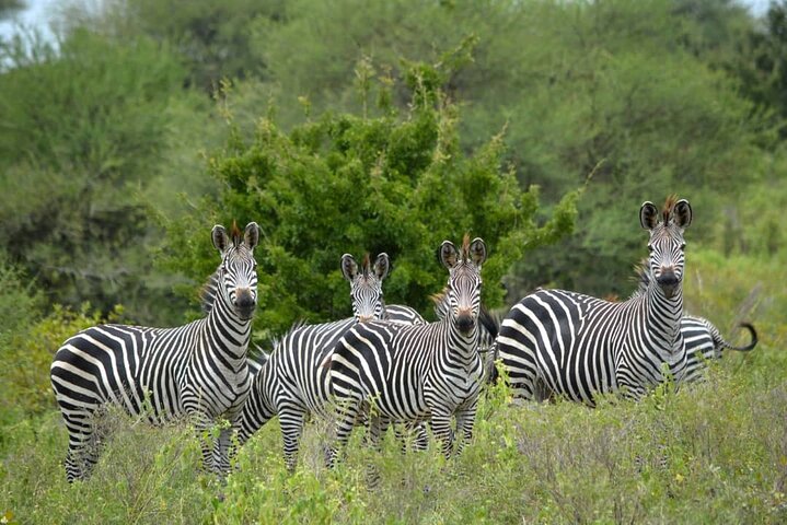 4 Days 3 Nights Selous (Nyerere national park) & Mikumi Adventure - Image 3