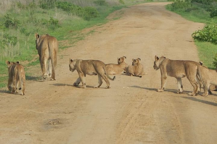 4 Days Mikumi & Nyerere(selous) - Image 3