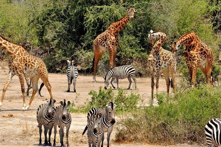 4 DAYS Mkomazi National Park and Kikuletwa Hot spring(Moshi) from DAR/ARUSHA - Image 2