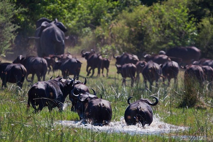4 DAYS Mkomazi National Park and Kikuletwa Hot spring(Moshi) from DAR/ARUSHA - Image 3