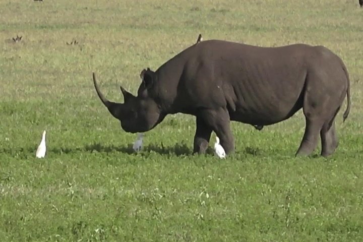 4 DAYS Mkomazi National Park and Kikuletwa Hot spring(Moshi) from DAR/ARUSHA - Image 1