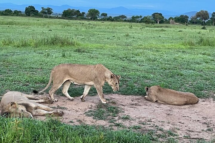 4 Days Safari Private Tour to Mikumi National Park & Nyerere Park - Image 3